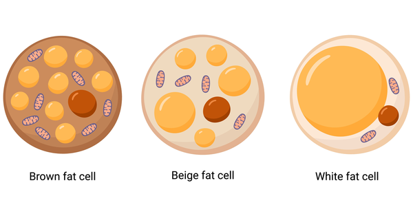 How Brown Fat Cells Actually Help You Dissolve Excess Body Fat